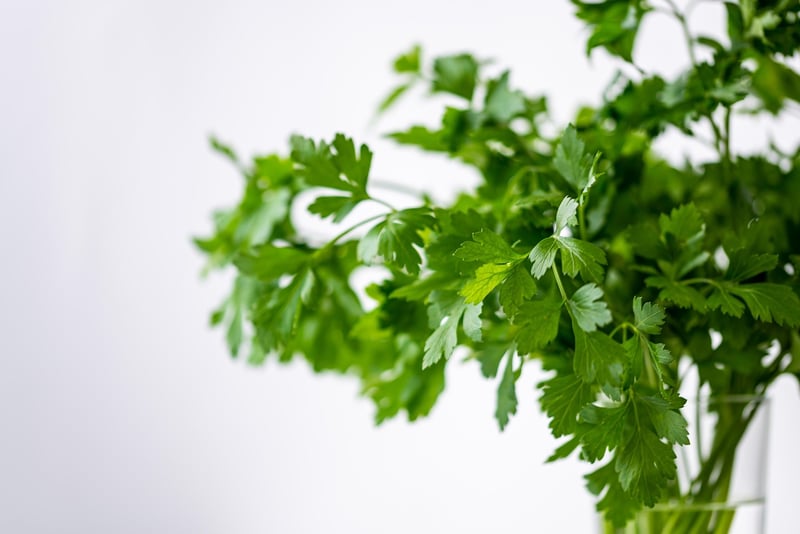 Enchanted Herb Garden