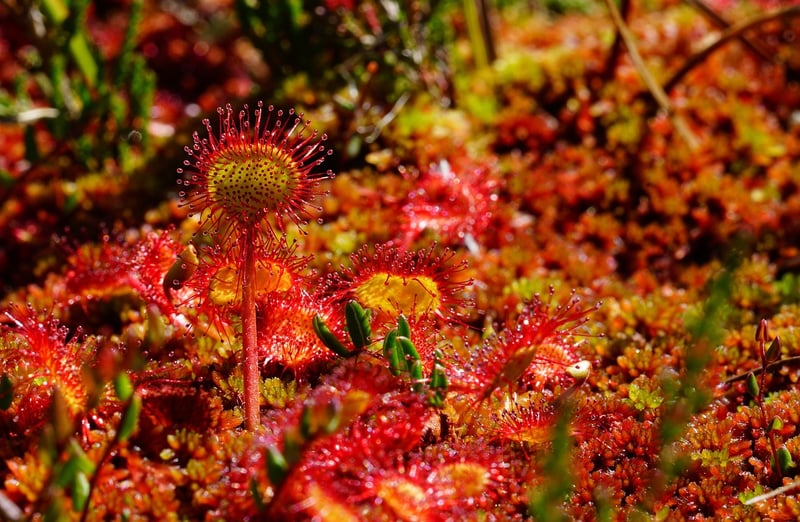 Enchanted Herb Garden